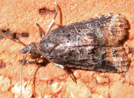 Blackened Platynota